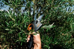 zoom sur un sécateur électrique Bahco noir qui s'apprête à couper une branche d'arbuste méditerranéen